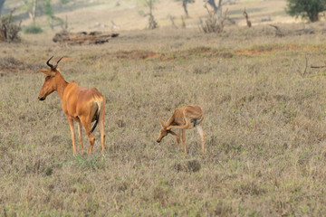 Fototapeta na wymiar african antelope