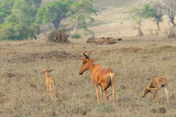 african antelope