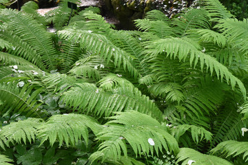 Fougères au printemps