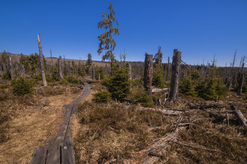 Board Walkway in a typical moorland with hiking trail
