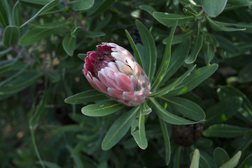 Protea flower