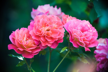 pink flower in the garden