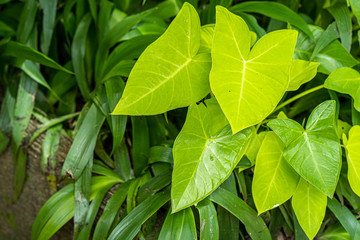 Fototapeta na wymiar Greenery tropical plant at garden. 