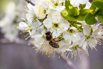 Bee on white flower collecting pollen. Macro.