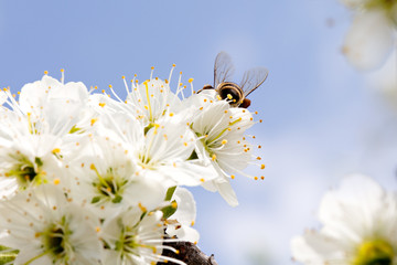Bee on white flower collecting pollen. Macro.