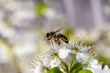 Bee on white flower collecting pollen. Macro.