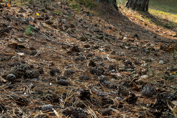 Yellow pine needles and cones lie on the autumn ground in the forest in the shade of tree trunks