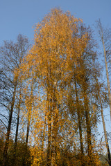 Birch in golden foliage against a bright blue sky. Autumn landscape. 