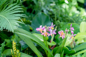 Blossom wild orchid in garden.