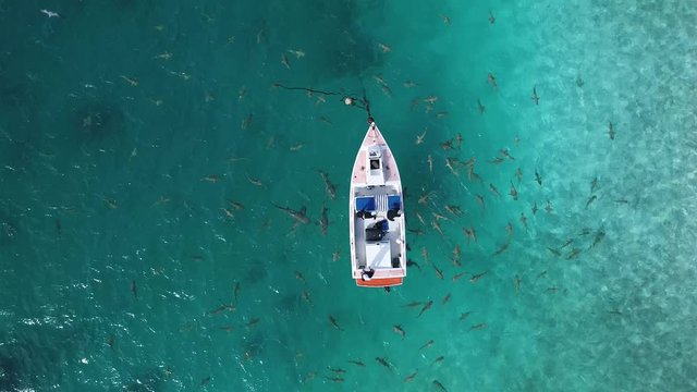Sharks circle the boat in this aerial view in Rangiroa, French Polynesia. Black tip reef sharks and lemon sharks.