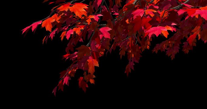 Foreground foliage plate. Red Maple, autumn, right side, trace breeze. Seamless loop. Two lighting versions and in-file luma matte for perfect, no-fringe alpha key over any background.