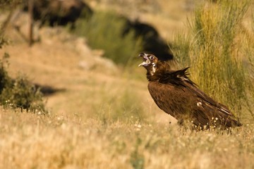 The brown vulture (Aegypius monachus) sitting on dry golden grass.