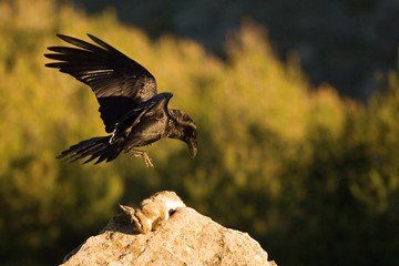 The Common raven (Corvus corax) landing to the rock with a death rabbit. The raven is trying to steal the prey. Green background.