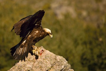The golden eagle (Aquila chrysaetos) prepare for flying with his prey from the rock.
