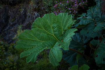 Gunneraceae(Gunera manicata) or spanish Sombrilla de Pobre is a family of flowering plants, closely...