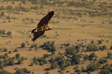 The brown vulture (Aegypius monachus) flying over the rocks