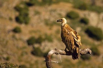 The Griffon vulture (Gyps fulvus) calmly sitting on the tree.