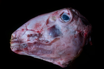 Skinned sheep head