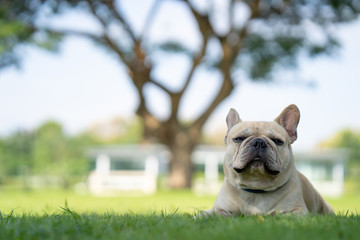 French bulldog lying on grass in shade under the big tree 