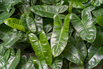 Tropical leaves background.