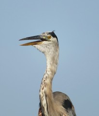 Great egret on blue sky background, closeup