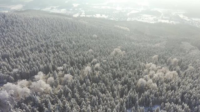 Aerial view of white spruce trees covered in fresh snow on sunny winter day in mountain, Liberec, Czech Republic