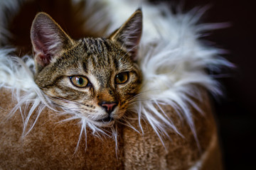 Kitten
