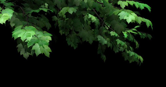 Foreground foliage plate. Red Maple, summer, left side, light gusty breeze. Seamless loop. Two lighting versions and in-file luma matte for perfect, no-fringe alpha key over any background.