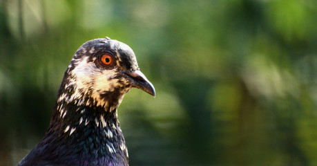 A close-up head shot of a Feral Pigeon (Columba livia domestica).