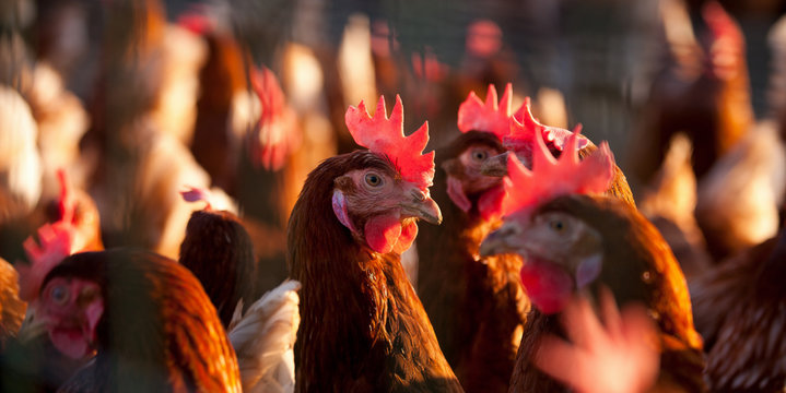 &Eacute;elvage de poule et poulet en plein air.