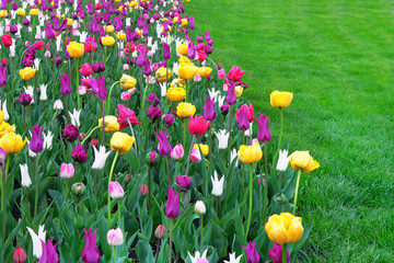 Tulips blooming with colorful petals which can be used for a greeting card. Spring background of romance landscape. Copy space.