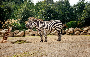 Fototapeta na wymiar Two zebras, Equus Quagga, standing in their habitat in Dublin zoo and one giraffe, Giraffa Camelopardalis spp, in background, Ireland
