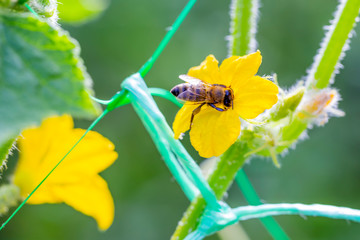 Honey bee on yellow flower of young plant cucumber