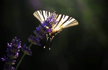 butterfly on flower