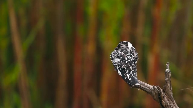 Pied kingfisher grooming isolated in natural background in Kruger National park, South Africa ; Specie Ceryle rudis family of Alcedinidae