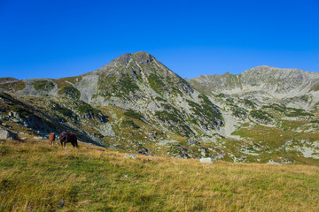 Fototapeta na wymiar Retezat mountain and wild horses in Romania