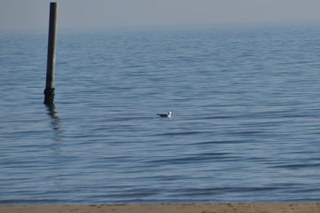 Obraz premium Il piccione