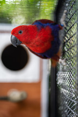 Colorful macaw bird in cage.