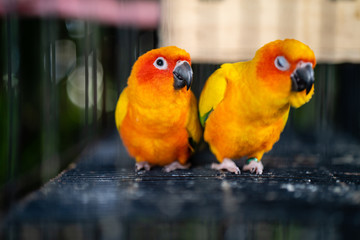 Colorful Sun Conure bird standing in cage.