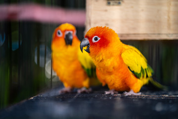 Colorful Sun Conure bird standing in cage.