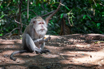 Obraz premium Macaque in forest