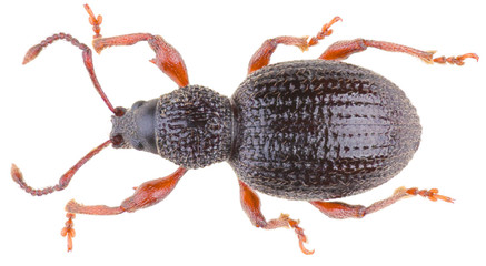 Otiorhynchus ovatus is a genus of weevils in the family Curculionidae. Strawberry root weevil is a pest. Isolated weevil on white background.