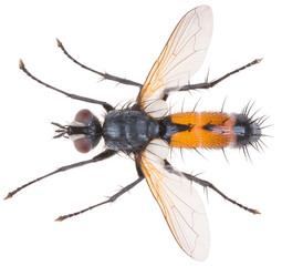 Cylindromyia brassicaria is a species of fly in the family Tachinidae. Dorsal view of tachinid fly isolated on white background.