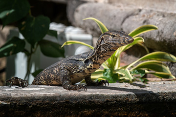 Water monitor lizard