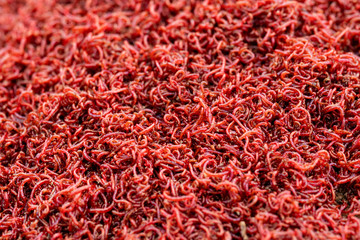 a handful of small bloodworms for fishing, feeding fish