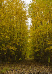 Forest path with yellow leaves on an autumn day