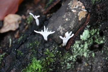 Mushroom during the autumn season on the Veluwe forest in Gelderland named Xylaria hypoxylon or candlestick fungus