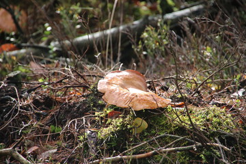 Mushroom during the autumn season on the Veluwe forest in Gelderland named birch polypore