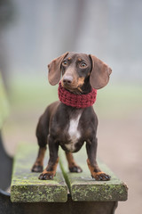 Dachshund dog on a park bench looking to the side with fog in the background. Vertical with copyspace