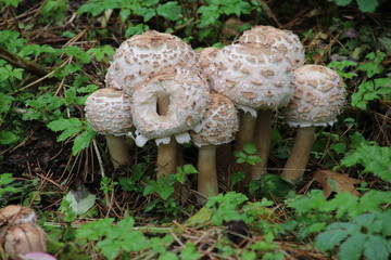 Mushroom during the autumn season on the Veluwe forest in Gelderland named Macrolepiota procera, the parasol mushroom